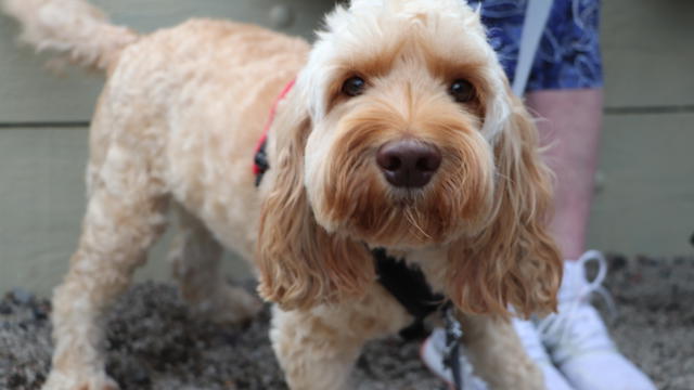 happy dog at hobins community event