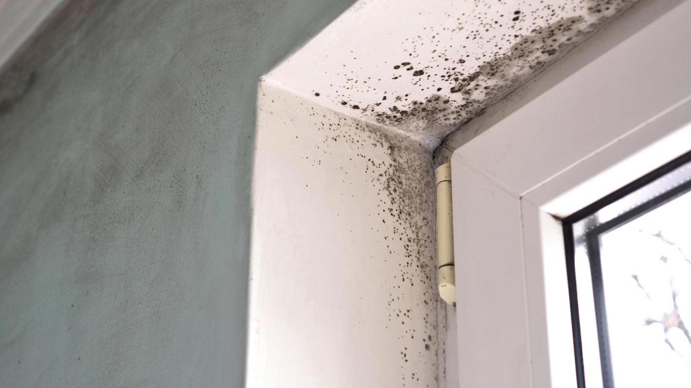 Public Sector Executive Damp Mould