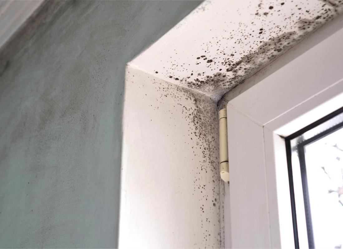 Public Sector Executive Damp Mould