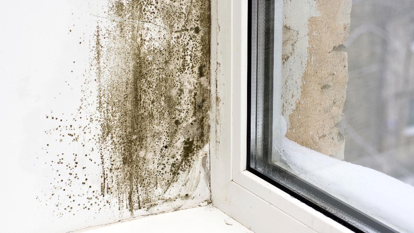 black Mould Near Window