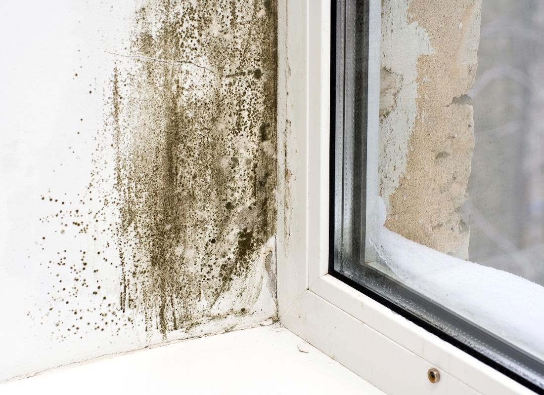 black Mould Near Window