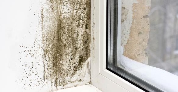 black Mould Near Window