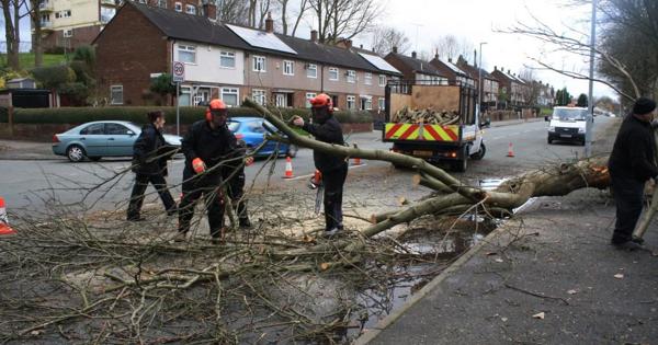 estate services responding to a fallen tree on a busy residential street