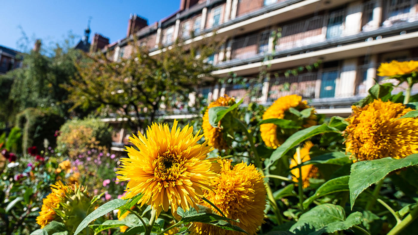 victoria square in the sunshine with flowers in the foreground