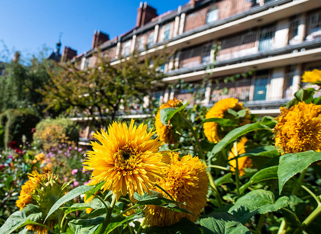 victoria square in the sunshine with flowers in the foreground
